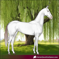 Horse Color:Chocolate Brown Roan Sabino Appaloosa 