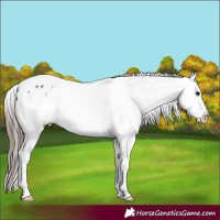 Horse Color:Black Sabino Tobiano Appaloosa