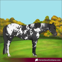Horse Color:White Spotted Black Appaloosa 