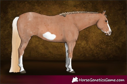 Horse Color:White Spotted Chestnut Sabino Frame