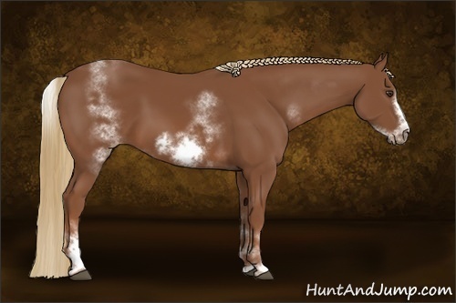 Horse Color:White Spotted Chestnut Sabino Frame 
