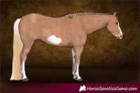 Horse Color:White Spotted Chestnut Sabino Frame