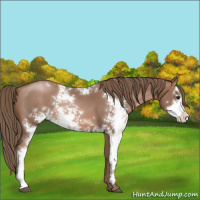 Horse Color:Black Pearl Sabino