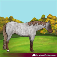 Horse Color:Liver Red Roan 