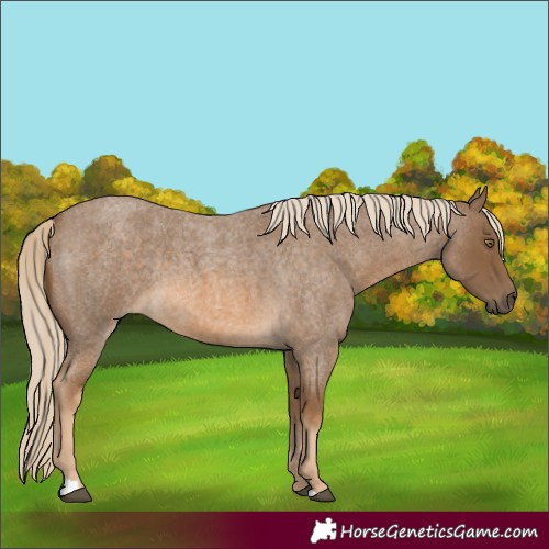 Horse Color:Chocolate Palomino Roan 