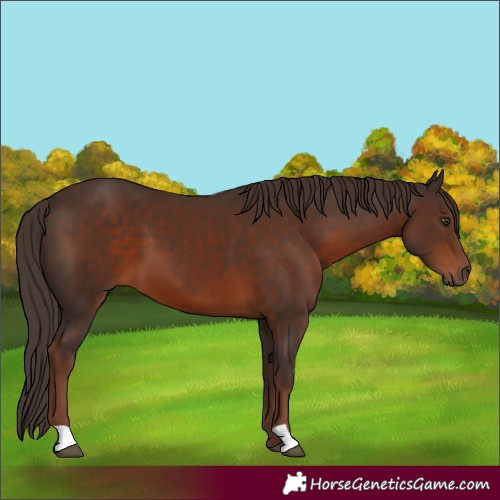 Horse Color:Liver Chestnut 