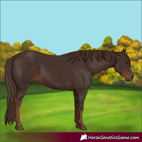 Horse Color:Liver Chestnut