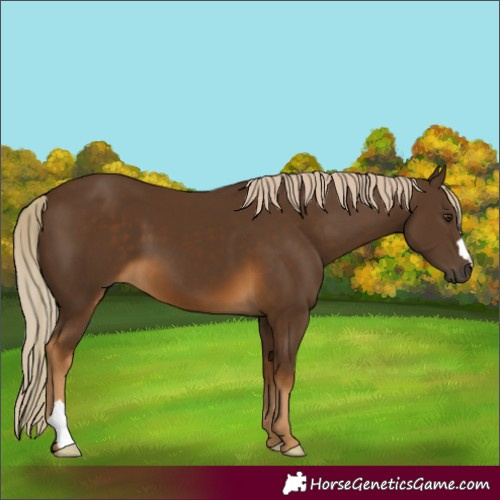 Horse Color:Chocolate Palomino 