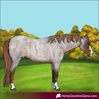 Horse Color:Liver Red Roan 