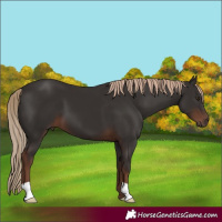 Horse Color:Liver Chestnut 