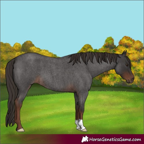 Horse Color:Liver Red Roan