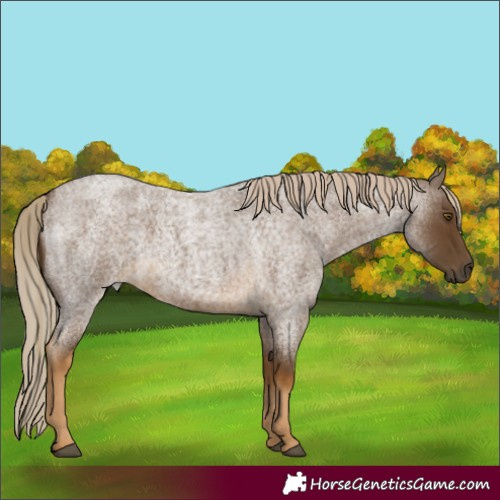 Horse Color:Chocolate Palomino Roan 