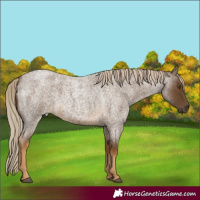 Horse Color:Chocolate Palomino Roan