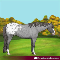 Horse Color:Liver Red Roan Sabino Appaloosa