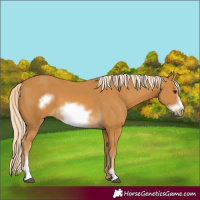 Horse Color:Palomino Sabino Frame 