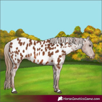 Horse Color:Chestnut Appaloosa 
