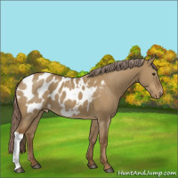 Horse Color:Chocolate Palomino Dun Appaloosa 