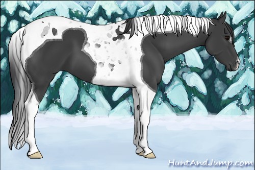 Horse Color:Black Tobiano 