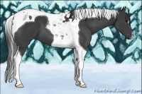 Horse Color:Black Tobiano 
