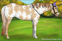 Horse Color:White Spotted Red Dun