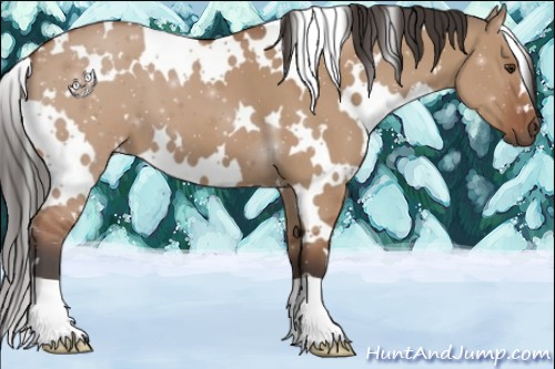 Horse Color:White Spotted Bay Dun