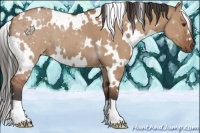Horse Color:White Spotted Bay Dun 