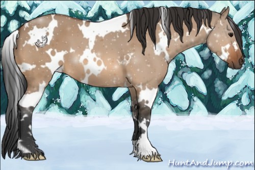 Horse Color:White Spotted Bay Dun