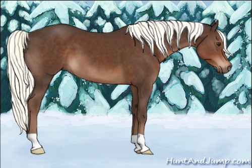 Horse Color:Liver Chestnut Mushroom