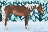 Horse Color:Liver Chestnut Mushroom