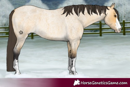 Horse Color:Buckskin Roan Dun 