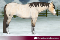 Horse Color:Buckskin Roan Dun 