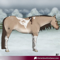 Horse Color:Liver Red Dun Tobiano 