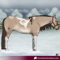 Horse Color:Liver Red Dun Tobiano 