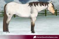 Horse Color:Buckskin Roan Dun 