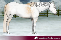 Horse Color:Gray Palomino Dun Tobiano 