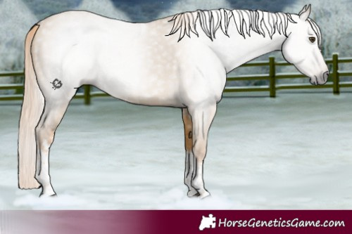 Horse Color:Gray White Spotted Palomino Dun Tobiano 