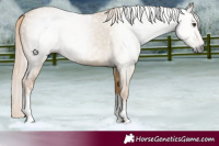 Horse Color:Gray White Spotted Palomino Dun Tobiano 