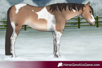 Horse Color:Bay Dun Tobiano 