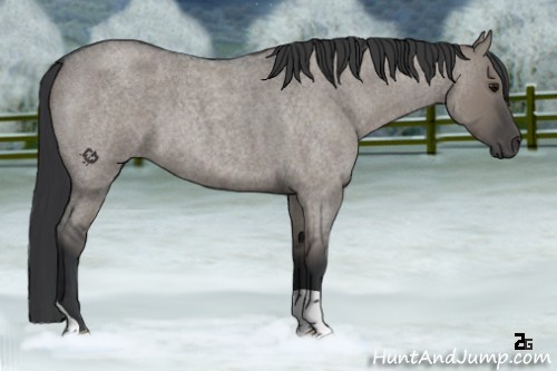 Horse Color:Grullo Roan 