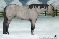 Horse Color:Grullo Roan 
