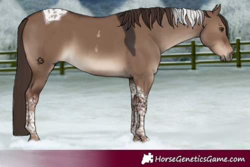 Horse Color:Liver Red Dun Tobiano