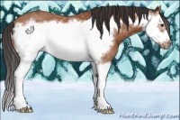 Horse Color:Bay Splash Frame 