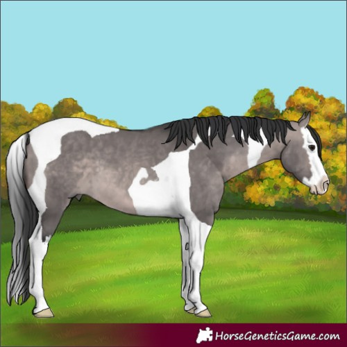 Horse Color:Platinum Brown Dun Splash Tobiano