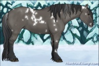 Horse Color:White Spotted Grullo 