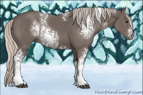 Horse Color:White Spotted Silver Black