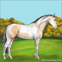 Horse Color:Buckskin Splash Tobiano Rabicano