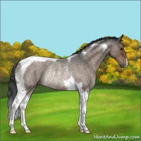 Horse Color:Brown Roan Dun Tobiano Rabicano