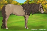 Horse Color:Classic Champagne 