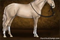 Horse Color:White Spotted Chocolate Palomino Pearl Rabicano 