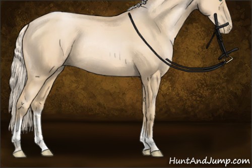Horse Color:Palomino Pearl Sabino Tobiano Rabicano 